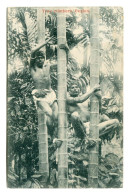 CEYLAN (Sri Lanka) > Tree Climbers. - Sri Lanka (Ceylon)