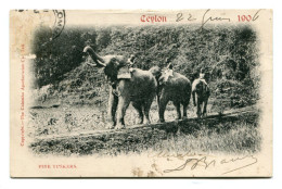 CEYLAN (Sri Lanka) > FINE TUSKERS - ELEPHANTS ET CORNACS - Sri Lanka (Ceylon)