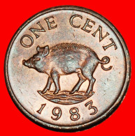 Ⰶ GREAT BRITAIN (1970-1985): BERMUDA  1 CENT 1983 PIG AND QUEEN ELIZABETH II (1953-2022) RARE! LOW START · NO RESERVE! - Bermuda