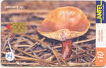 MUSHROOM CHAMPIGNON PILZ  SETA Fungo Paddestoel (14) - Flowers