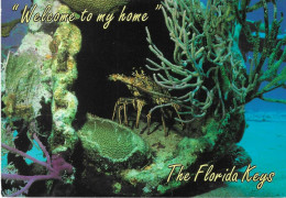 Amerika 1497 The Florida Keys Is Home To Many Crawfish - Key West & The Keys