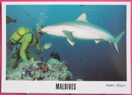 Maldives - Shark Diving - Plongée Avec Les Requins - Maldives