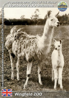 01529 WZD • ZOO - † Wingfield ZOO, UK - Llama (Lama Guanicoe F. Glama) - Altri & Non Classificati