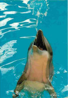 Animaux - Dauphins - CPM - Voir Scans Recto-Verso - Delphine