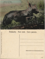 Postcard .Namibia Deutsch-Südwestafrika DSWA Kolonie Hyäne 1909 - Namibia