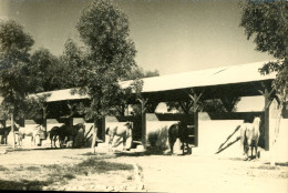 Delcampe - CPSM-Maroc- MARRAKECH- 2ème Régiment De SPAHIS - Un Coin Du Paddock *TBE -2 Scans - Marrakech