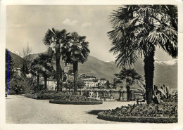 30664 " BRISSAGO (LAGO MAGGIORE) "-VERA FOTO-CART. POST. SPED. - Brissago