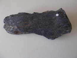 FOSSILE.PLANTE DU CARBONIFERE.SIGILLAIRE.NOYELLES LES LENS.ENVIRON 250 MILLIONS D'ANNEES. - Fossilien