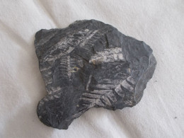 FOSSILE.PLANTE DU CARBONIFERE.PECOPTERIS.NOYELLES LES LENS.ENVIRON 250 MILLIONS D'ANNEES. - Fossilien