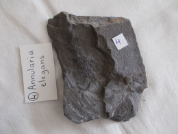 FOSSILE.PLANTE DU CARBONIFERE.ANNULARIA ELEGANS.NOYELLES LES LENS.ENVIRON 250 MILLIONS D'ANNEES. - Fossilien