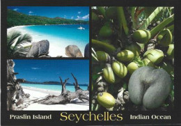 Coco De Mer Of Praslin Island (Lodoicea Maldivica) Le "coco-fesses", L’emblème Des Seychelles. Postcard.  New, Unused - Seychellen