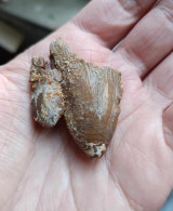 FOSSILE DENT De Mégalodon ORIGINALE Carcharocles éocène , Collection Préhistoire - Fossilien