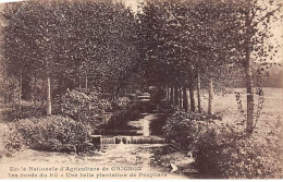Ecole Nationale D'Agriculture De GRIGNON - Les Bords Du Rû - Une Belle Plantation De Peupliers - Très Bon état - Grignon