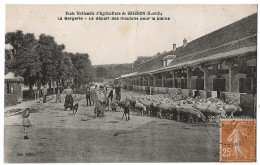 Grignon Ecole Nationale Le Depart Des Moutons Pour La Plaine - Grignon