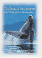 Nouveau Brunswick Advertisement Sent By Tourism New Brunswick Baleine Voir Verso  Whale  CM 2 Sc - Sonstige & Ohne Zuordnung