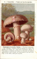 N°22115 W -cpa Champignon De Couche - Pilze