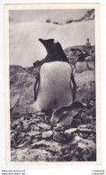 FALKLAND Pingouin Carte PUB Médicament Des Laboratoires LA BIOMARINE à DIEPPE Postée De Port Stanley 1952 VOIR TIMBRE - Falkland Islands