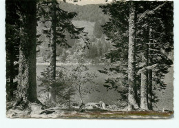 Vallee De Munster, Lac De Soultzeren (scan Recto-verso) KEVREN0030 - Volmunster