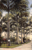 L334 Costa Rica Royal Palms In Vargas Park Limon Vintage Postcard - Costa Rica