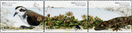 Delcampe - 153339 MNH MADEIRA 2004 FAUNA Y FLORA - Araignées
