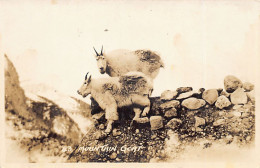 Canada - Banff National Park (AB) Mountain Goat - REAL PHOTO - Publ. Byron Harmon 43 - Banff