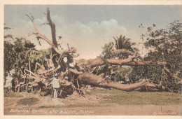 ¤¤  -  ANTILLES   -   DOMINICA   -  Botinical Gardens After A Storm, Roseau    -   ¤¤ - Dominica
