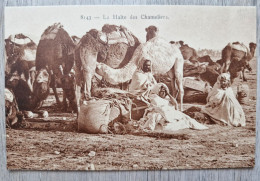 Delcampe - La Halte Des Chameliers, Chameaux - Afrika