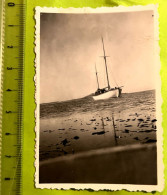 Falkland - Carcass Island - Photo Circa 1930 - Falkland Islands