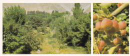 Tajikistan - Pamir - Gursky Botanical Garden With The Highest Altitude In Tajikistan -  Printed 1985 - 21x9 Cm - Tagikistan