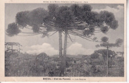 BRESIL(PARANA) ARBRE(SAPIN) - Curitiba