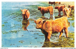 ASHP14-0913-ANIMAUX - HIGHLAND CATTLE - Stiere