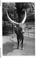ASHP14-0865-ANIMAUX - JARDIN ZOOLOGIQUE - ANVERS - BOEUF WATUSSI DU CONGO - Stiere