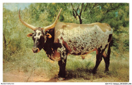ASHP13-0815-ANIMAUX - TEXAS LONGHORNS - THIS VARIOUS TYPE HAS BEEN WORLD KNOWN - Stiere