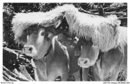 ASHP12-0772-ANIMAUX - PAYS BASQUE - LES BOEUFS BASQUES - Stiere