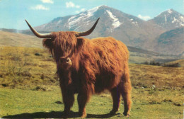 Animals Types Bull , Ox A Monarch Of The Glen - Stiere