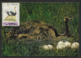 Mozambique Carte Maximum Autruche Oiseau Beira 1982 Ostrich Bird Maxicard Moçambique - Autruches