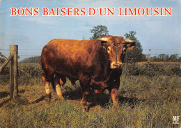 TH-ANIMAUX TAUREAU DE RACE LIMOUSINE-N°2781-B/0297 - Stiere