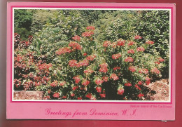 CP Greetings From Dominica - Fleurs Fleur Poinsettia - Photo Tommie Reardon - écrite - Dominica