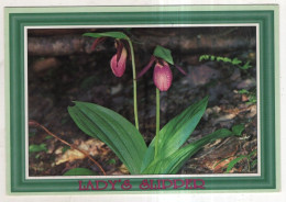 AK 241326 CANADA - Prince-Edward-Island - Floral Emblem - Lady's Slipper - Sonstige & Ohne Zuordnung