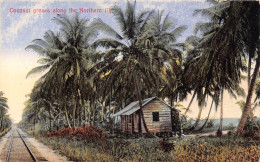 Costa Rica Coconut Groves Along The Northern Ry Railroad Vintage Postcard - Costa Rica