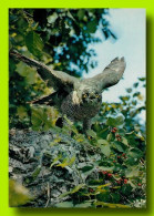 Faune Des Vosges La BUSE Guettant Sa Proie  16 (scan Recto-verso)MA2010Ter - Coussey