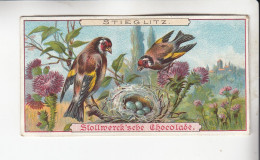 Stollwerck Album No 3 Vögel ( Finken ) Stieglitz   Grp 91# 4 Von 1899 - Stollwerck