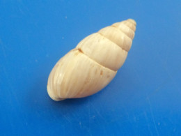 Zebrina Detrita France Terrestre (Brioude)  18,7mm F+++/GEM N10 - Conchiglie