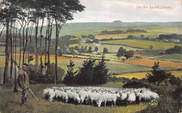 England 1912 On The South Downs Shepherd Sheep Vintage Postcard - Southend, Westcliff & Leigh