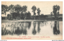 AQKP9-0657-40 - MORCENX - Landes - Paysage De La Chalosse - Une Mare Aux Oies - Morcenx