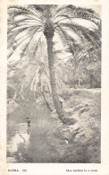 Iraq Basra Men Bathing In A Creek Vintage Postcard - Irak