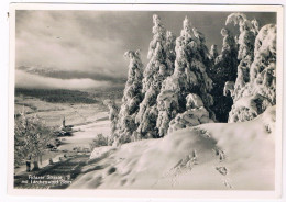 CH-9142   FLIMS / FIDAZ : Lärchenwald Plats - Flims
