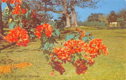 Bermuda 1960 Bougainvillea Flowers Vintage Postcard - Hamilton