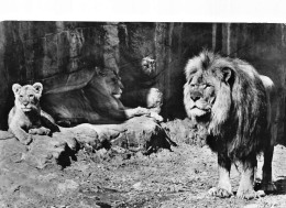 Germany 1958 Zoo Garden Hamburg Family Of Lions RPPC Postcard - Löwen