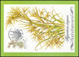 Bophuthatswana - MK - Indigenous Grass - Bophuthatswana